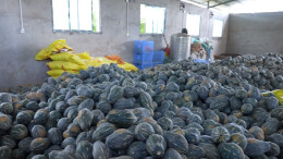 15元一个还供不应求，临武楚江香芋南瓜热销大湾区！为什么这么吃香？