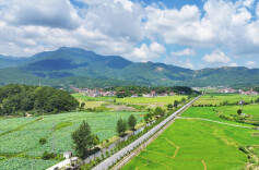 衡山：紫薇盛放稻苗新，绘就田园好风光