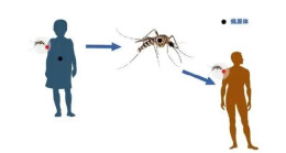 湖南已有输入病例！疾控专家紧急提醒