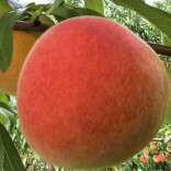 “桃”你喜欢！中方县半界村千亩桃林甜蜜迎客