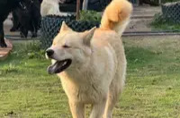 三湘时评｜从“解禁”中华田园犬看城市治理的温柔进阶