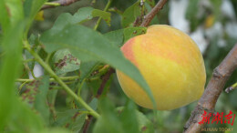 【乡村振兴进行时】鹤城区：千亩高山黄桃丰收上市