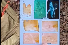 原始人怎么剔牙？考古专家在化石上发现了这个……|湖湘一万年