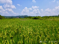 会同：盛夏田野稻穗长 丰收序曲初奏响