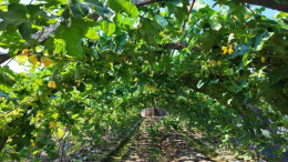 科技兴农锻造君山“12510”致富金钥匙