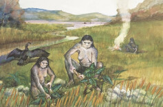 “荤素搭配”30万年前就有？东方先民“食谱”大揭密