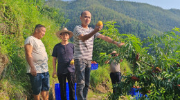 绥宁“光头强”返乡急购1万公斤黄桃，解果农滞销之忧