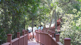 福地怀化 嗨游会同 | 湖南鹰嘴界国家级自然保护区：夏日生态画卷美 科普宣教引客来