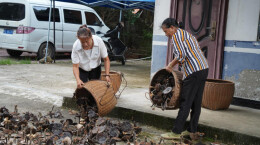 绥宁这个林场搞了两个林下项目，预计增收50万元以上，带动周边村民100余人就业
