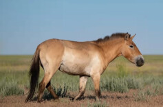 普氏野马回归40年野马总数突破900匹