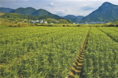 人民日报看湖南丨土药材成了金饭碗（家乡的山水能生金）