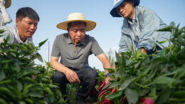 院士施“魔法”，新疆辣椒分外红