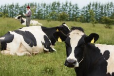 全面禁用！事关纯牛奶