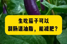 科普一下｜生吃茄子可以刮肠道油脂，能减肥？