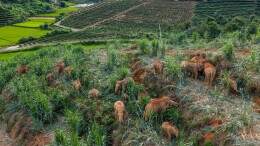 我国野生亚洲象种群保持健康繁衍态势