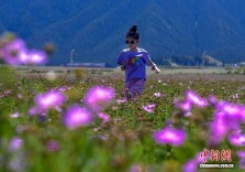 乌鲁木齐：天山脚下格桑花盛开引游客打卡