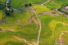 四川宜宾：金色稻田“丰”景如画