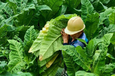 “九嶷”劳务品牌激活就业新动能