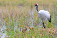 观鸟经济持续升温 催生消费新业态