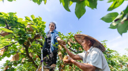 组图 | 吉首市：梨园丰收果农乐