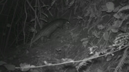 神奇生物在哪里丨中华穿山甲再次现身邵阳！我省生态感知系统首次监测到这一珍贵画面