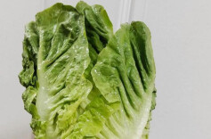 科普一下｜生吃生菜真的会感染寄生虫吗？