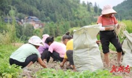 鱼腥草飘香 采收正当时