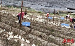 竹荪撑起“致富伞”，侗乡产业振兴路更宽