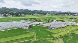 “湘”村振兴景正好 | 葡萄成熟正当时 满园飘香采摘忙