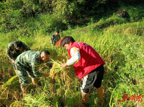 辰溪县大水田乡：党建引领聚合力，助农秋收暖民心