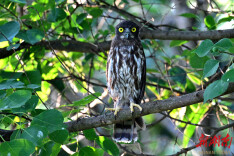 首次记录！国家二级保护鸟类鹰鸮现身通道万佛山