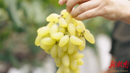 【福地怀化·康养季】夏日果香四溢，开启甜蜜采摘季