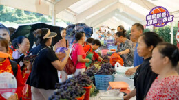 吉首河溪镇的葡萄熟了、又大又甜，欢迎大家来吃葡萄！