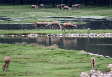 麋鹿回家四十载：从本土灭绝到种群过万