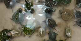 “强村公司”激发君山乡村振兴新活力