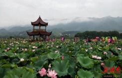 溆浦县水东镇刘家渡村：党建引领聚合力 法治护航启新程