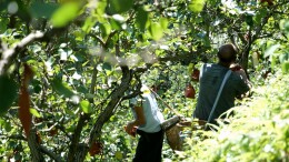 “湘”村振兴景正好 | 金竹镇金坪村：金秋梨采摘忙 产业助农增收旺