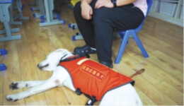 “汪汪队”来了“星星的孩子”不孤独