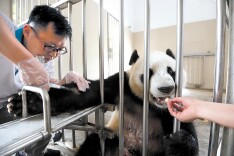 李才武与大熊猫的“医”路情缘