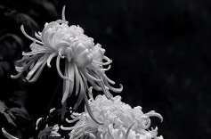 中国科学院院士、湖南大学教授姚守拙先生逝世