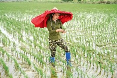 林家如：稻花香里的“俏农民”