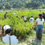 溆浦县统溪河镇学校开学第一课：稻田里的“自然课堂”与劳动教育实践