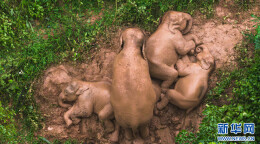 雨季来临，大象都去哪儿了？