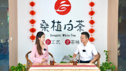 桑植县茶产业升级 茶山云雾里看振兴