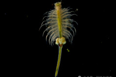 塔克拉玛干沙漠，发现盐水丰年虾！