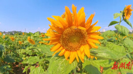 【福地怀化·风物季】坨院村：百亩向日葵盛放 成市民打卡新热点