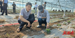  破闲置  谋循环  促增收--君山区银发专家“三部曲”点“棚”成“金”