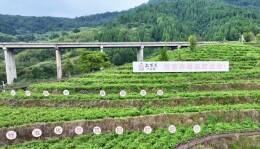 一片“武陵金叶”如何托起9万茶农的幸福？2025茶博会采访团会前探访张家界莓茶