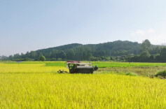 视频 | 中方县泸阳村：中稻收割忙