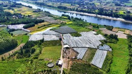 “湘”村振兴景正好 | 金秋果香满枝头！游客采摘忙、游子下单暖、村民增收乐